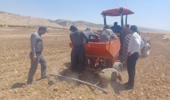 رشد ۲۳۳ درصدی تولید بذر سیب‌زمینی در استان ایلام