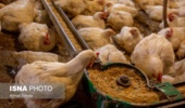 اصلاح جیره غذایی می‌تواند عملکرد واحدهای پرورش طیور را بهبود دهد
