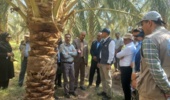 پایش سلامت باغات سنتی نرماشیر؛ تمرکز بر کنترل آفات و مدیریت تغذیه در رستم‌آباد
