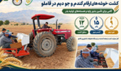 کشت خوشه‌های ۲۴ رقم گندم و جو دیم در ایستگاه تحقیقات کشاورزی قاملو
