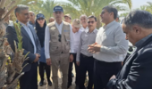 بازدید نماینده فائو از باغات خرمای شرکت کشت و صنعت جیرفت