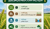 توصیه‌های فنی محققان مرکز تحقیقات کشاورزی صفی‌آباد برای کشت گندم در پاییز پربارش