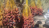 گزارش پیشرفت اجرای پروژه تحقیقی-توسعه ای مدیریت تلفیقی بیماری لکهبرگی و عارضه خشکیدگی خوشه خرما