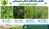 گامی نو در مدیریت بحران آب و خاک؛ از یزد، گونه‌های گیاهی امیدبخش برای احیای اراضی شور کشور معرفی شد