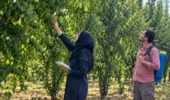 اجرای طرح پژوهشی تغذیه نیتروژنی درختان هسته‌دار پس از برداشت محصول در گلستان