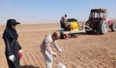 عملیات کاشت گندم در سال دوم اجرای پروژه در روستای نجف  آباد آشتیان