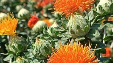 برداشت موفق «گلرنگ» همزمان با پایان فصل گندم و کلزا برای نخستین بار در ایران