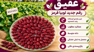 عقیق؛ رقم جدید لوبیا قرمز برای افزایش تولید و بهبود بهره‌وری آب