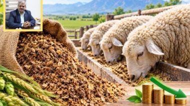 آغاز پروژه تحقیقات دامی روی استفاده از تفاله مالت