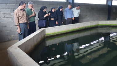 روز مزرعه «اصول موفقیت در تکثیر ماهیان خاویاری» در گیلان برگزار شد