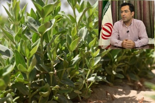 مدیریت بهزراعی عملکرد روناس را تا دو برابر افزایش میدهد
