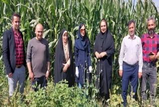 دشمن پنهان مزارع ذرت در قزوین رصد شد