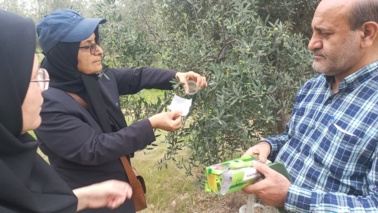 عملیات رهاسازی زنبور براکون در باغ مرکز تحقیقات کشاورزی گلستان اجرا شد