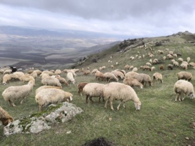 مدیریت علمی تغذیه دام؛ کلید عبور از چالشهای پاییزی مراتع