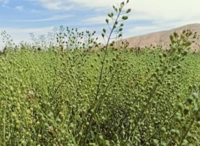 گیاه کاملینا راهبرد کلیدی برای تأمین امنیت غذایی و مدیریت بحران کمآبی