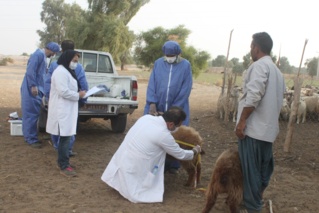 آغاز اجرای پروژه ثبت ملی بز سرخ جبال بارز