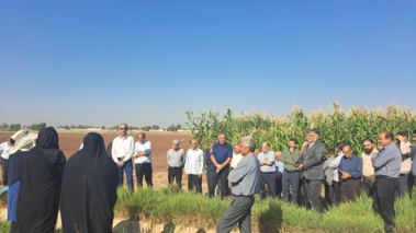 ترویج کشت ارقام جدید و پرمحصول ذرت