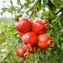 کارگاه آموزشی مدیریت آفات و بیماریهای باغات انار