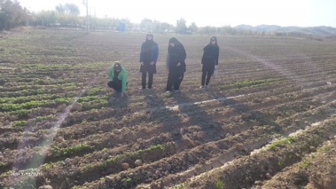 بازدید از مزارع کلزا شهرستان مانه