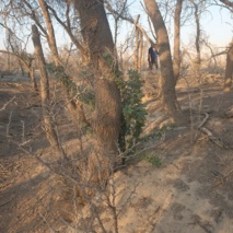 بازدید از ذخیره‌گاه ژنتیکی آکاسیا آلبیدا و ایستگاه تحقیقاتی کاکی