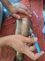 موفقیت پژوهشکده آبزی‌پروری جنوب کشور در تکثیر ماهی باس دریایی با هورمون‌های آهسته‌رهش