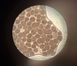 نوآوری در تکثیر ماهی باس دریایی آسیایی