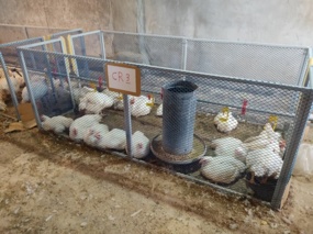 ارائه دستاورد نوین در صنعت پرورش طیور