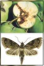 آغاز نبرد بیولوژیک، سم‌پاشی علیه کرم به ممنوع