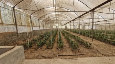 بازدید تخصصی از فعالیت‌های ترویجی گلخانه‌ای تولید محصولات سالم سبزی و صیفی