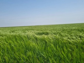 مدیریت تغذیه صحیح گندم خلاء عملکرد را کاهش می‌دهد