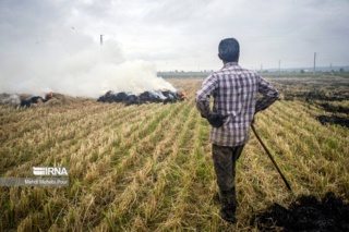 تبدیل بقایای برنج از تهدید محیط‌زیست به مواد اولیه ارزشمند با مکانیزاسیون