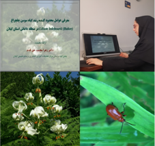 نبرد علمی برای نجات سوسن چلچراغ