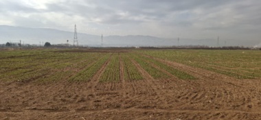 وضعیت سبز مطلوب مزارع تحقیقاتی و پرورشی گندم آبی