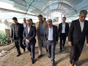 بازدید معاون وزیر و رئیس سازمان تحقیقات، آموزش و ترویج کشاورزی از گلخانه تولید بادمجان و فلفل در جیرفت
