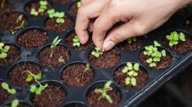 دوره آموزشی با محور روش‌های نوین تولید و کاشت گیاهان زینتی بذری برگزار شد