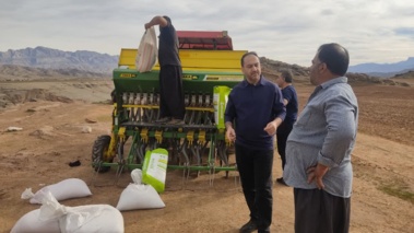 کاشت مزرعه تحقیقی ترویجی PVS در طرح پایگاه نوآوری در دیم‌زارها