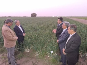 بازدید از مزرعه پیاز پروژه کنترل علف هرز اویارسلام با استفاده از علف‌کش گارد