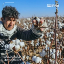 معرفی سه رقم پنبه زودرس با نیاز آبی کمتر در خراسان‌شمالی‌