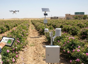 بهینه‌سازی تولید گل محمدی با یادگیری ماشین