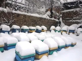 زمستان‌گذرانی هوشمند، ضرورتی برای پایداری صنعت زنبورداری در مناطق سردسیر