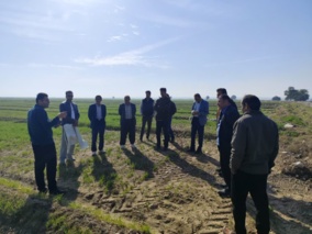 آموزش عملی و تئوری مدیریت تغذیه و آبیاری گندم در مزارع پیشرو منطقه پتک موسیان