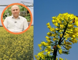 تقویت مزارع کلزای دیرکاشت برای جبران کاهش عملکرد