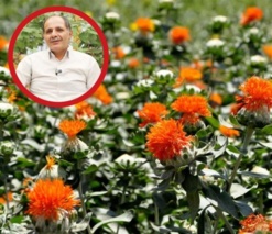 معرفی۲ رقم پرروغن و زودرس گلرنگ و یک رقم زودرس سویا در کشور