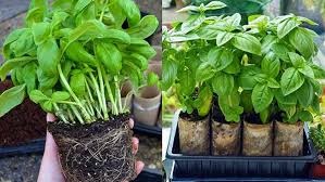 برگزاری دوره آموزشی «کشت و پرورش سبزیجات برگی (ریحان، نعناع و شاهی)» به‌صورت غیرحضوری