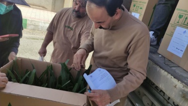 صادرات ۱۰ هزار اصله نهال کشت‌بافتی خرما از مرز مهران به عراق