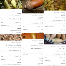 هشدار درباره فروش و استفاده غیرمجاز از بذر بلوط به‌عنوان خوراک دام