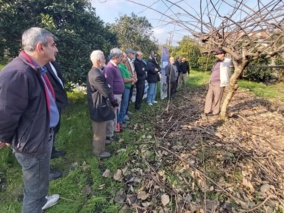 روز انتقال یافته‌های تحقیقاتی با محوریت هرس زمستانه درختان کیوی در رامسر