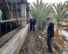 نوآوری در تغذیه دام؛ افزایش بهره‌وری و کاهش هزینه‌ها با برگ درخت خرما