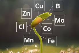 کلید سلامت گیاهان در شناخت عناصر غذایی بررسی علمی علائم کمبود و مصرف بهینه نیتروژن و فسفر