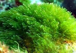 بهره‌برداری از گلخانه پرورش جلبک اسپیرولینا در ارومیه